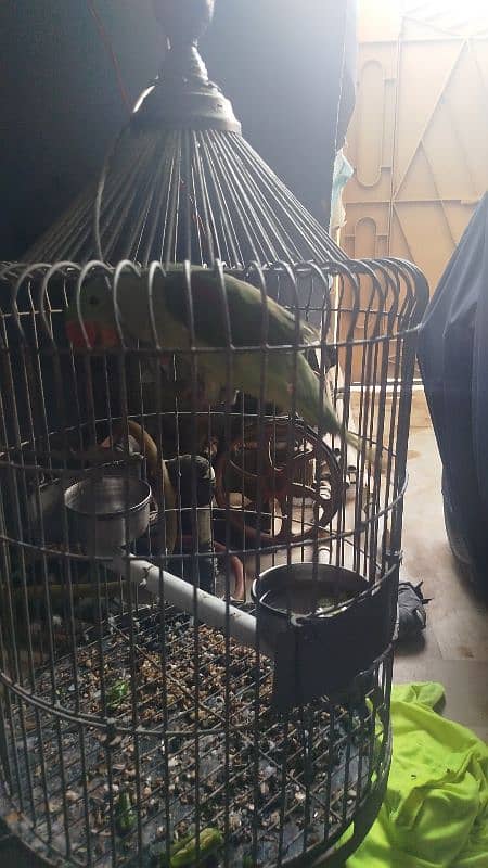 raw parrots 4 months 3