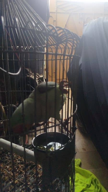 raw parrots 4 months 4