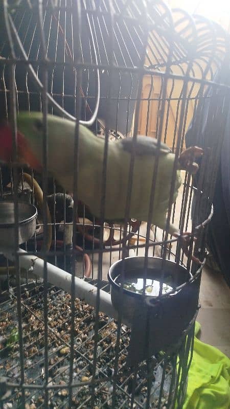 raw parrots 4 months 5