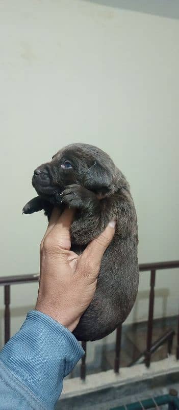 Labrador puppies 0