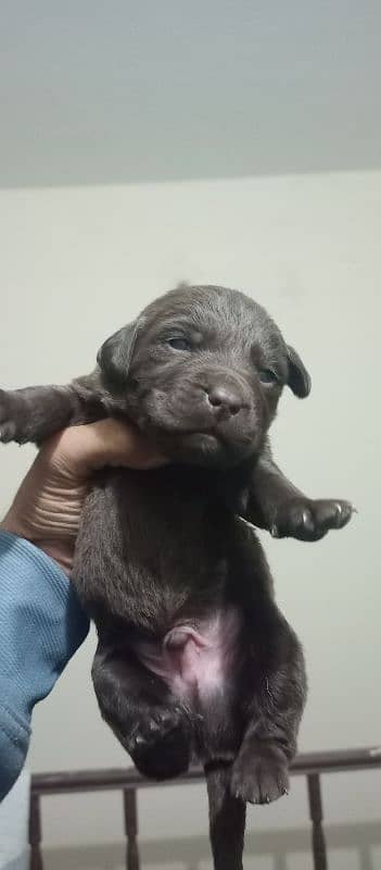 Labrador puppies 1