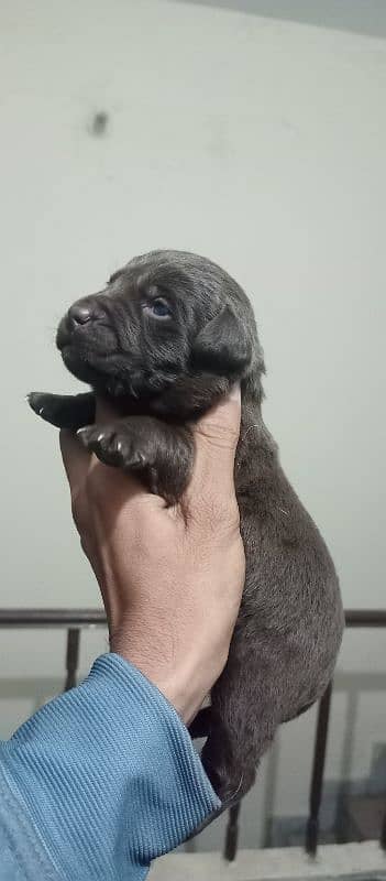 Labrador puppies 2