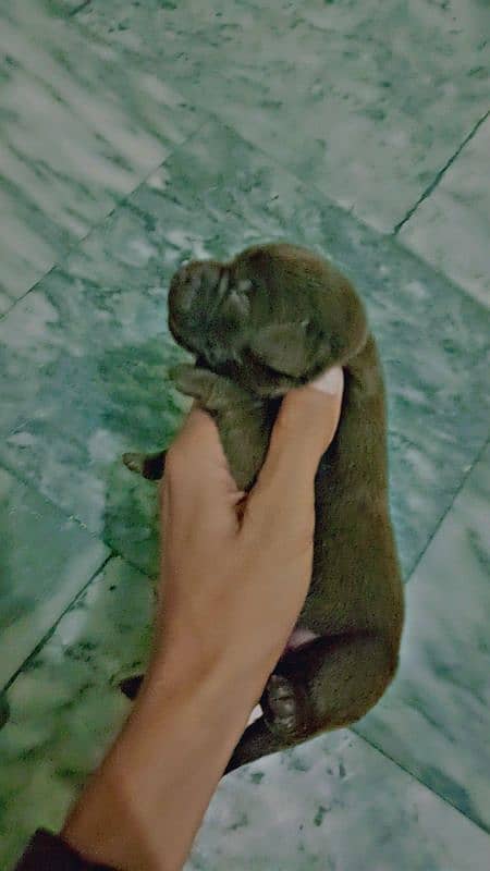 Labrador puppies 3