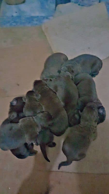 Labrador puppies 4