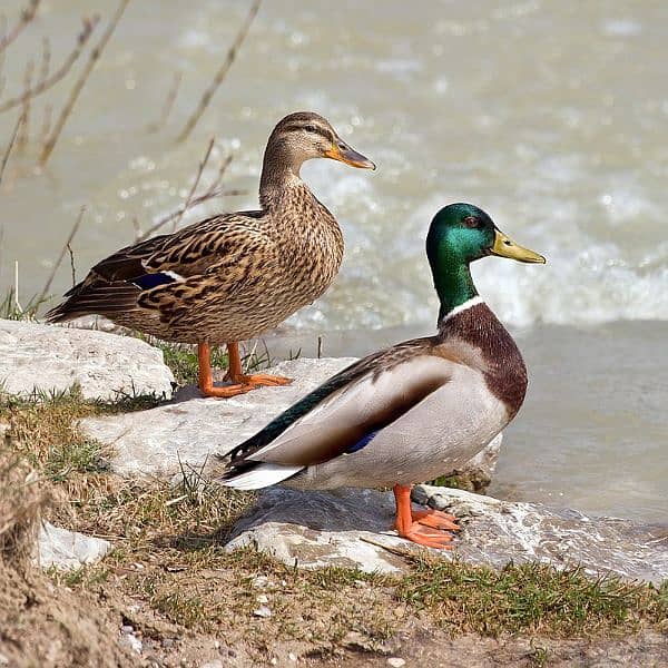 Desi ducks and eggs for sale 0