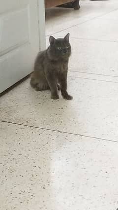 Dark Grey Persian Cat