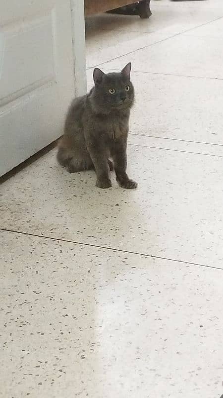 Dark Grey Persian Cat 0