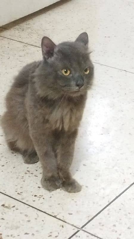 Dark Grey Persian Cat 1