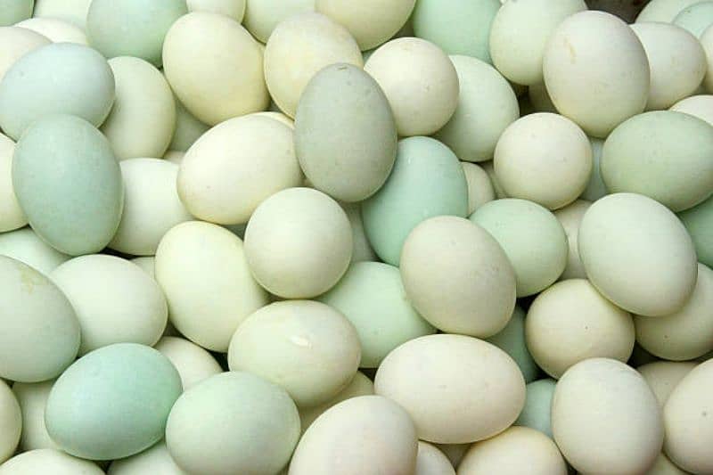 Desi ducks and eggs for sale 1