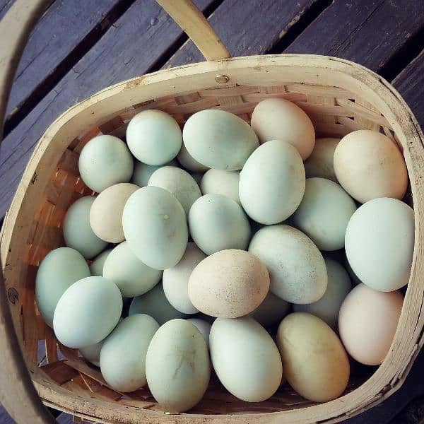 Desi ducks and eggs for sale 3