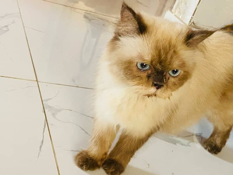 Himalayan Peki Female Cat 4