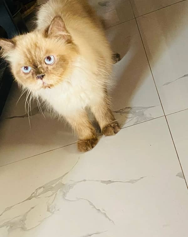 Himalayan Peki Female Cat 0