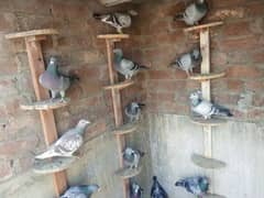 pigeons