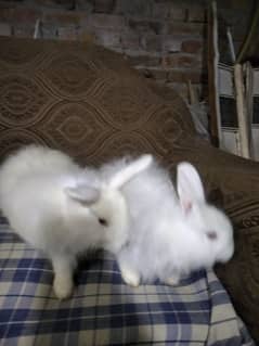 white angora rabbits pair