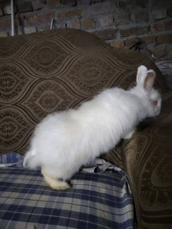 white angora rabbits pair 1