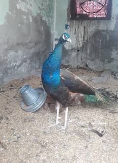 Adult pair of peacock