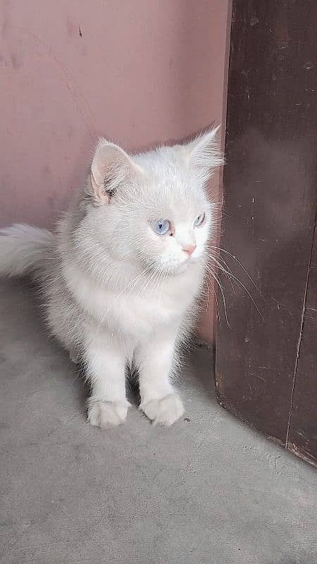 WHITE PERSIAN CAT FEMALE 0