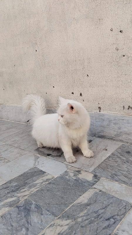 WHITE PERSIAN CAT FEMALE 1