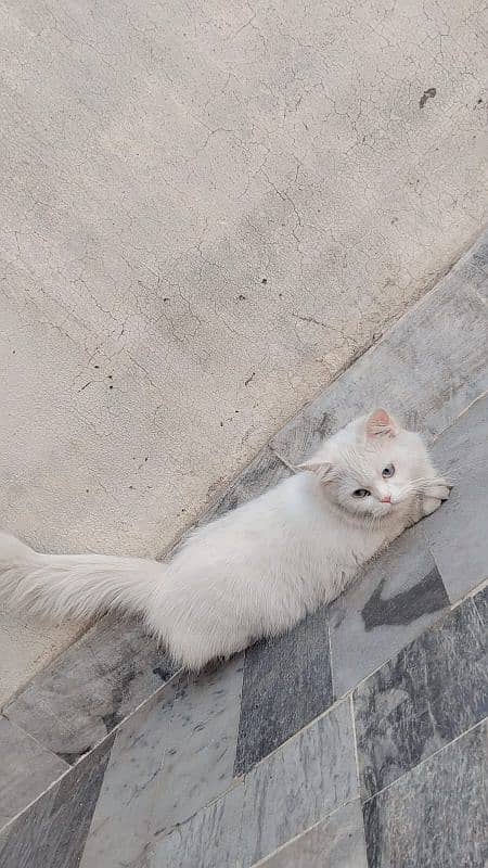 WHITE PERSIAN CAT FEMALE 2