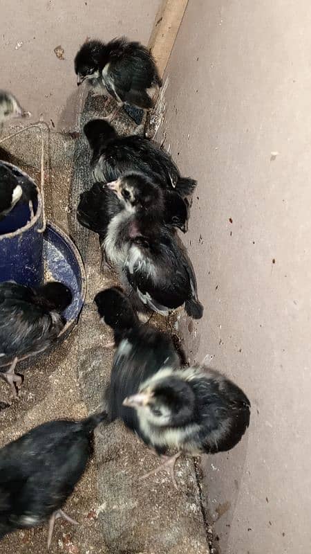 asterlop chiks for sale 1