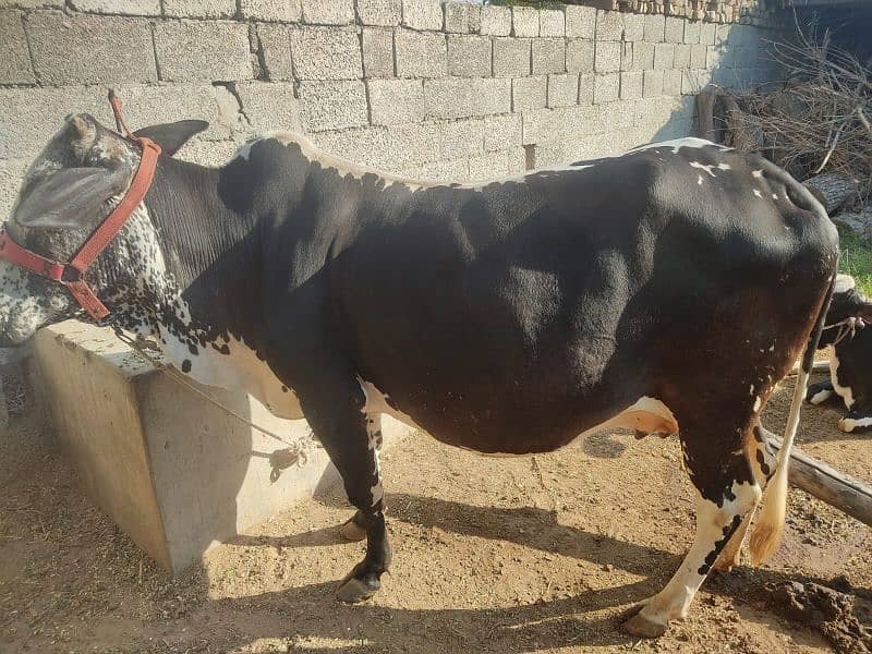 Mashallah bht hi achi cow for sale,sath wacha hy, 0