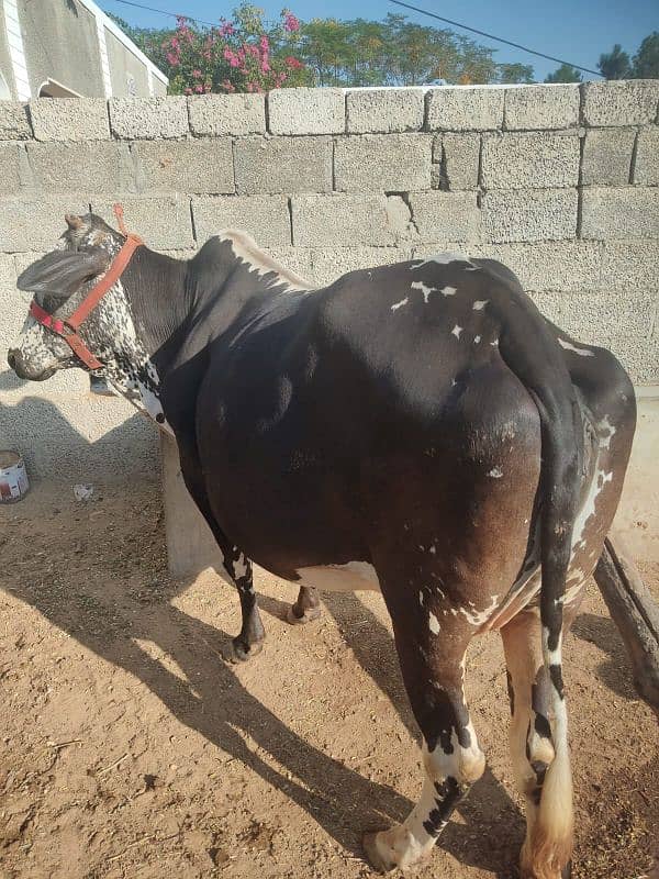 Mashallah bht hi achi cow for sale,sath wacha hy, 1