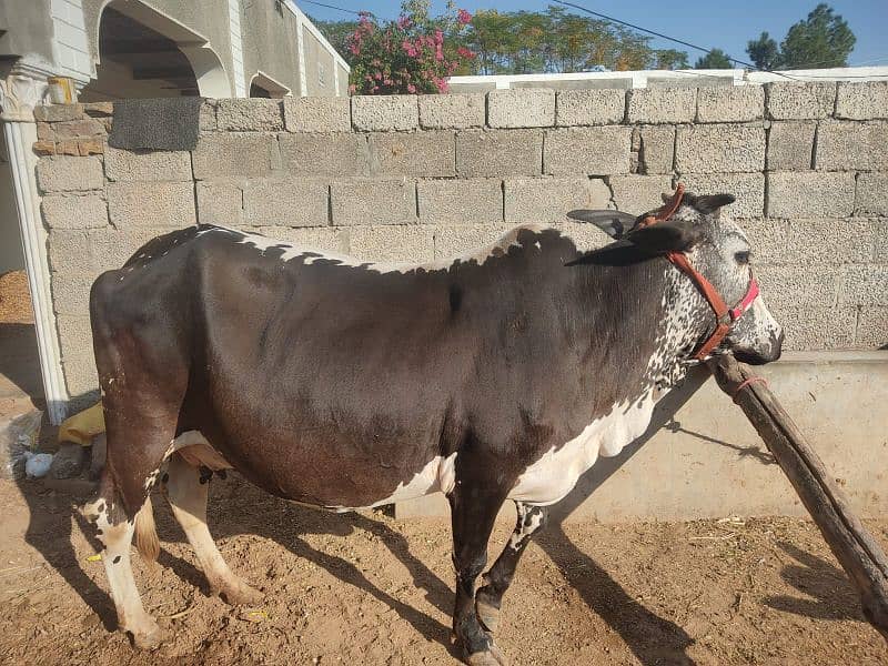 Mashallah bht hi achi cow for sale,sath wacha hy, 2