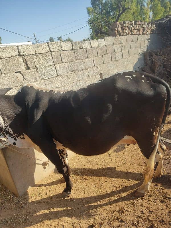 Mashallah bht hi achi cow for sale,sath wacha hy, 4