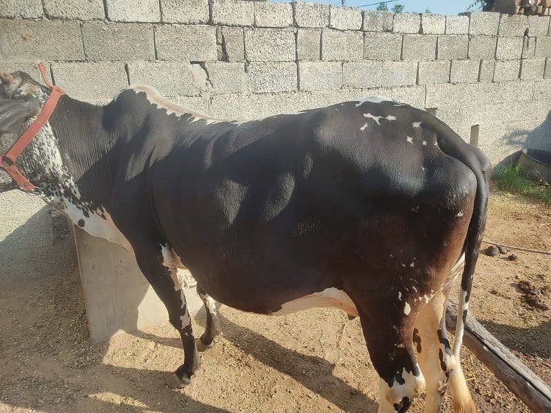 Mashallah bht hi achi cow for sale,sath wacha hy, 5