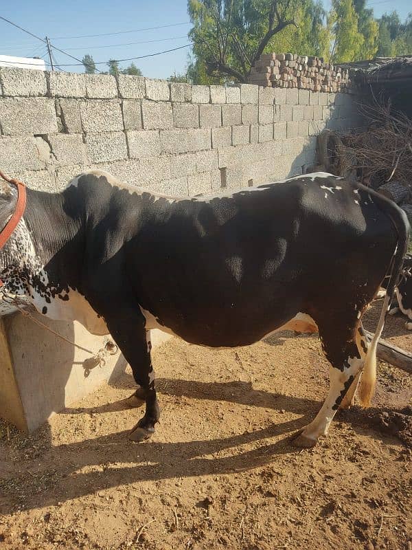 Mashallah bht hi achi cow for sale,sath wacha hy, 6