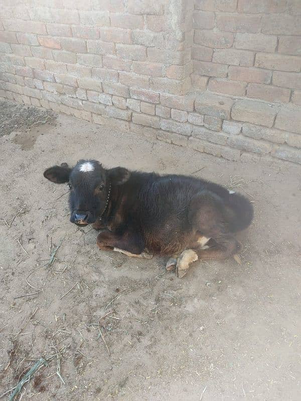 Mashallah bht hi achi cow for sale,sath wacha hy, 7