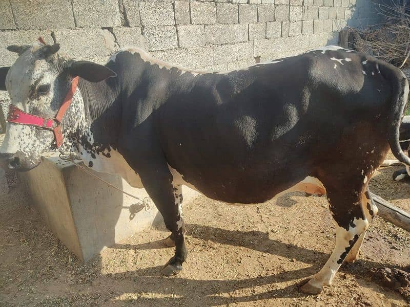 Mashallah bht hi achi cow for sale,sath wacha hy, 8