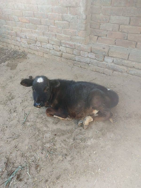 Mashallah bht hi achi cow for sale,sath wacha hy, 9