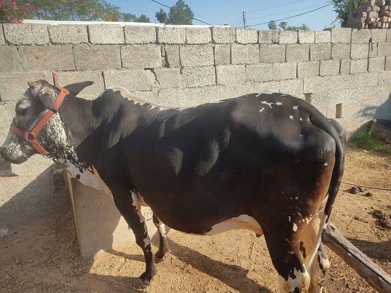 Mashallah bht hi achi cow for sale,sath wacha hy, 10