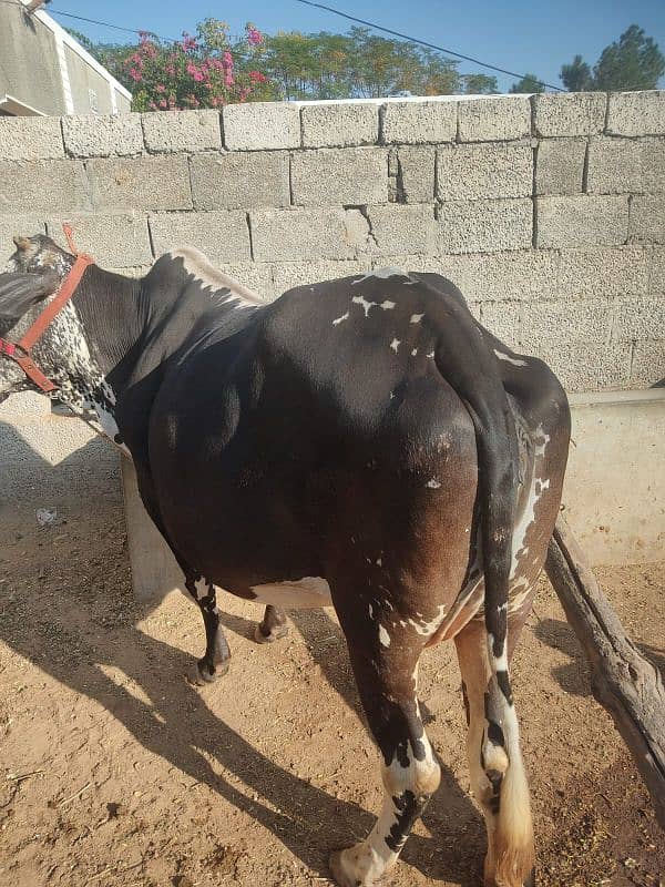 Mashallah bht hi achi cow for sale,sath wacha hy, 11