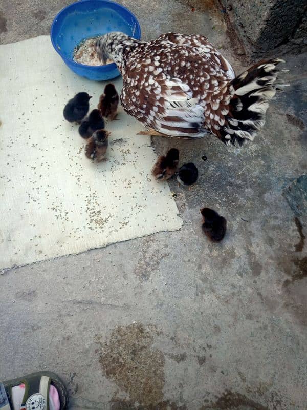 aseel hen with active seven chicks for sell 0