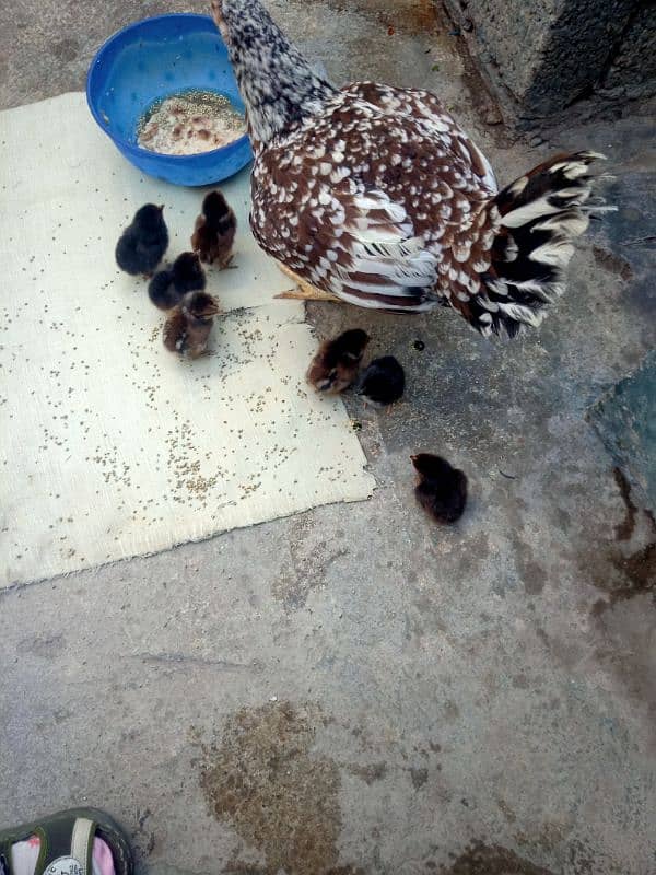 aseel hen with active seven chicks for sell 1