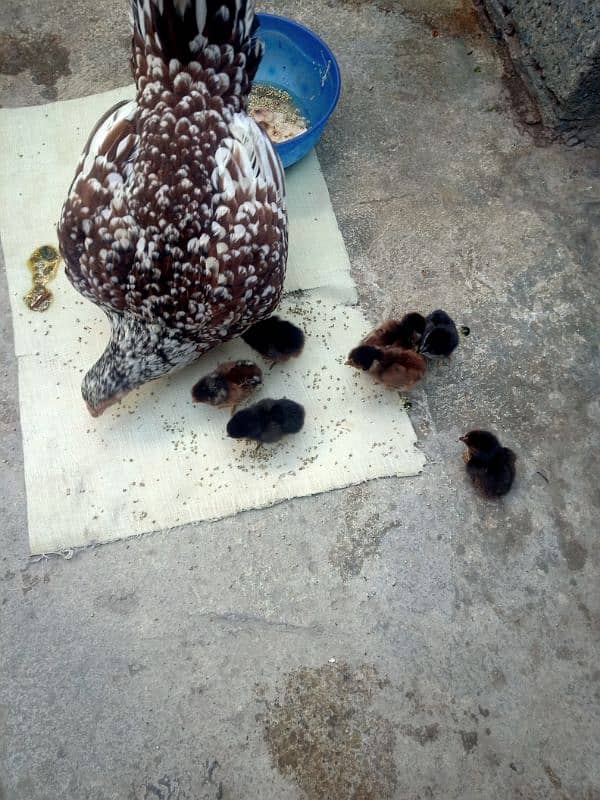 aseel hen with active seven chicks for sell 2