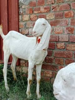 Rajanpuri gulabi bakriyan or Bakra available ha