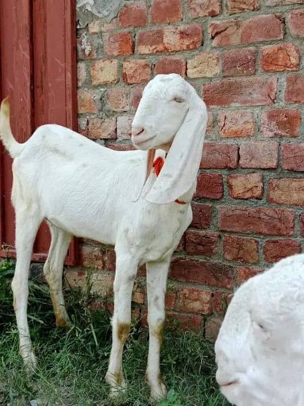 Rajanpuri gulabi bakriyan or Bakra available ha 2