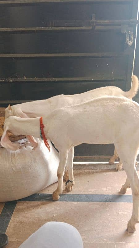 Rajanpuri gulabi bakriyan or Bakra available ha 5