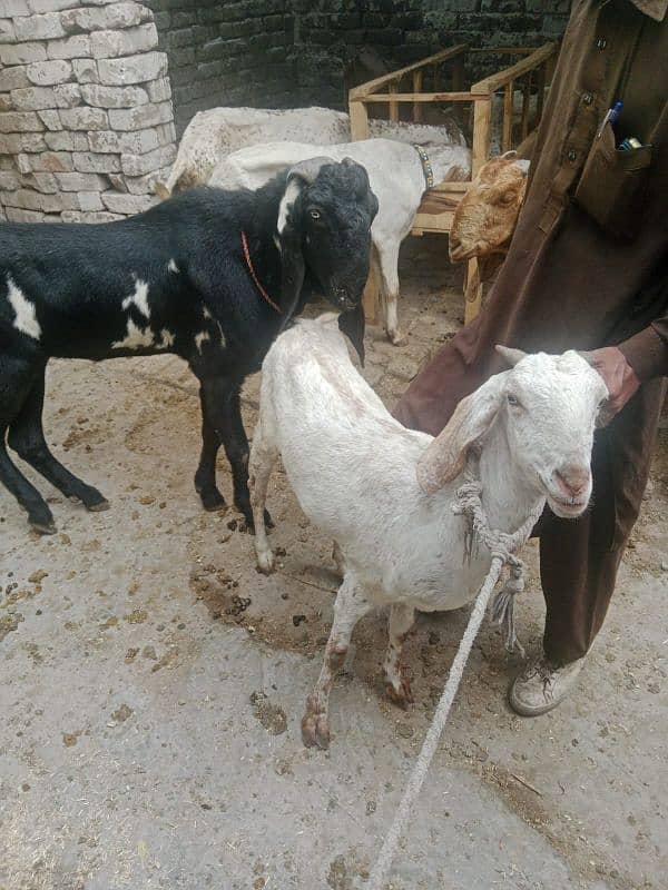 1 bakri sath 2 bachy Hain 5 month k 80,000 0