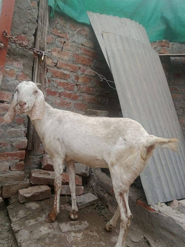 1 bakri sath 2 bachy Hain 5 month k 80,000 1