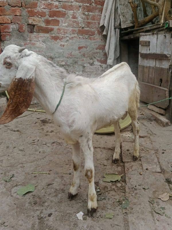 1 bakri sath 2 bachy Hain 5 month k 80,000 2