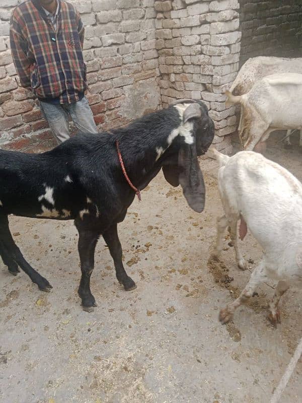 1 bakri sath 2 bachy Hain 5 month k 80,000 6