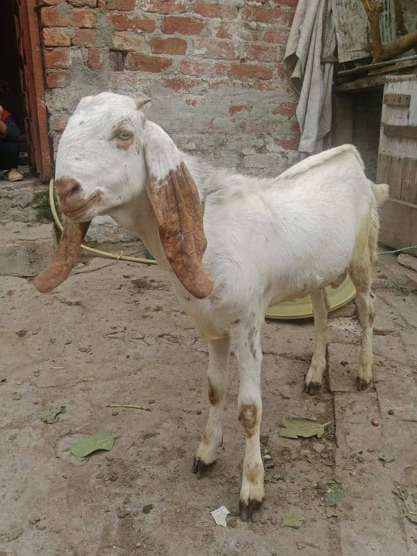 1 bakri sath 2 bachy Hain 5 month k 80,000 8