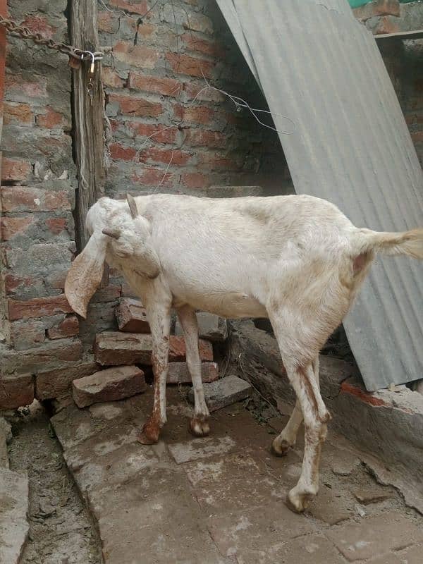 1 bakri sath 2 bachy Hain 5 month k 80,000 9