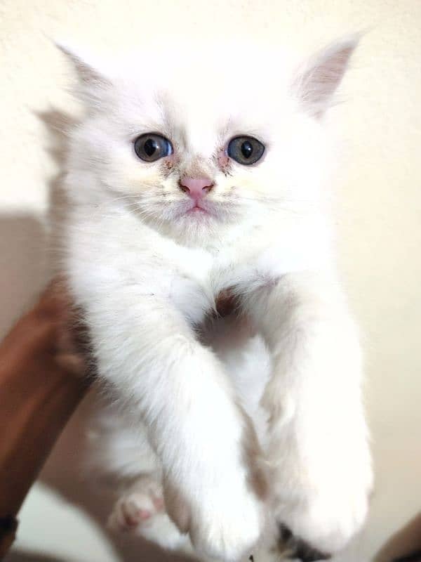 Persian Cat kitten 0