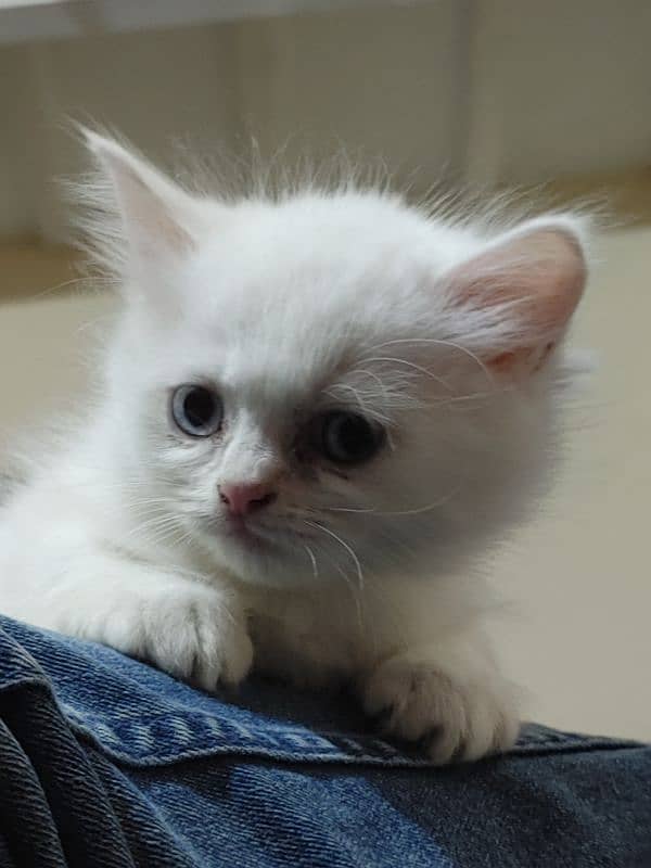 Persian Cat kitten 1