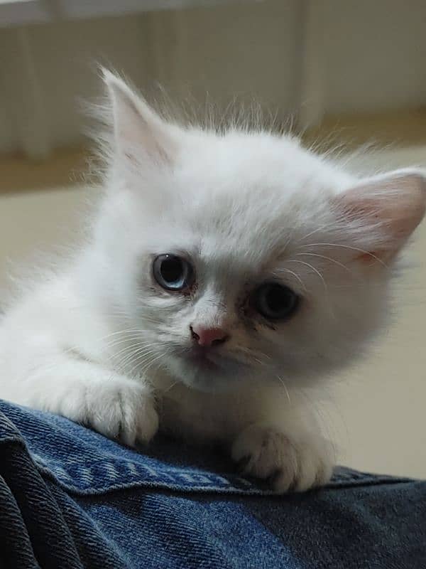 Persian Cat kitten 2